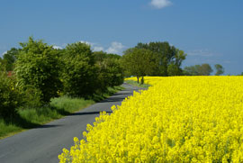 Klausdorf, Strasse am Rapsfeld